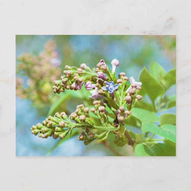 Lilac Flower - Primus Inter Pares Postcard (Front)