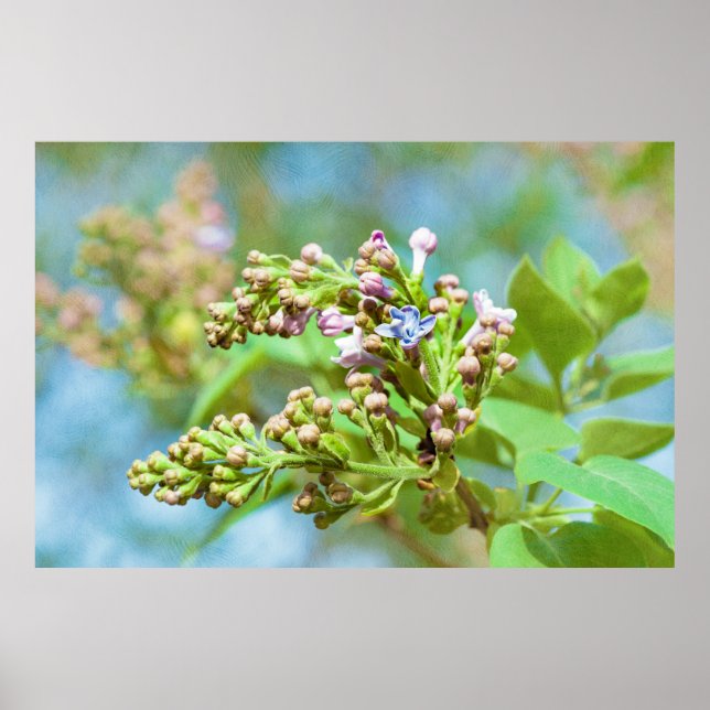 Lilac Flower - Primus Inter Pares Poster (Front)