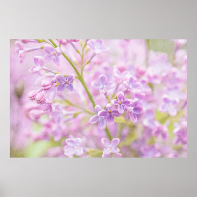 Lilac Flowers Mist Poster (Front)