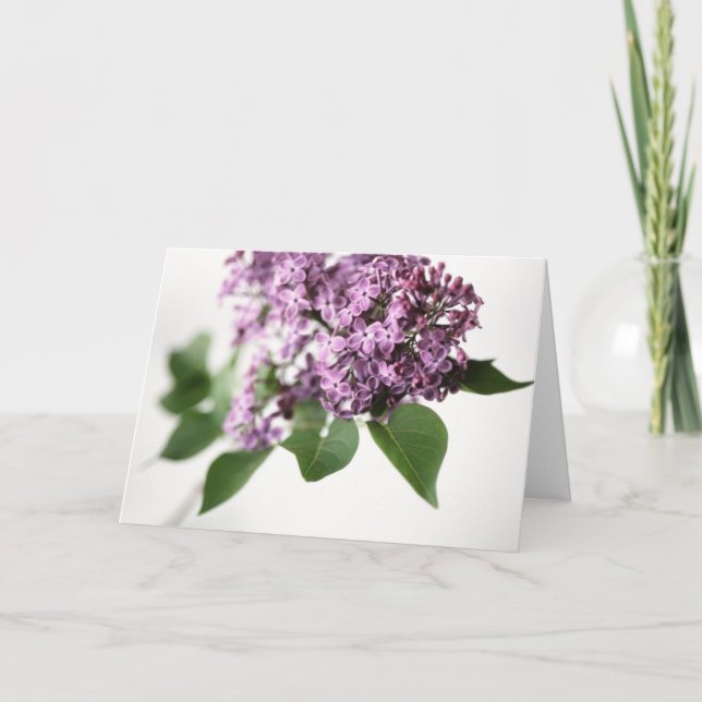Lilac Flowers Springtime Fragrance Beauty L Card (Front)