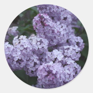 Lilac Flowers Sticker