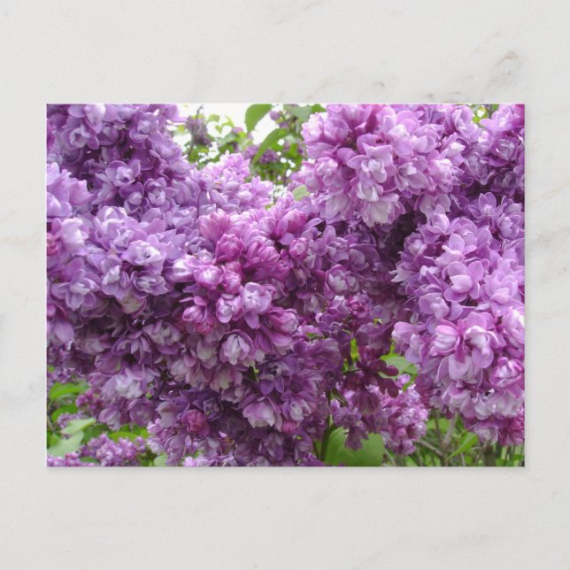 Lilac In Bloom Postcard (Front)