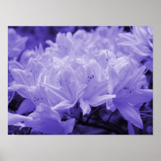 Lilac Lilies Print