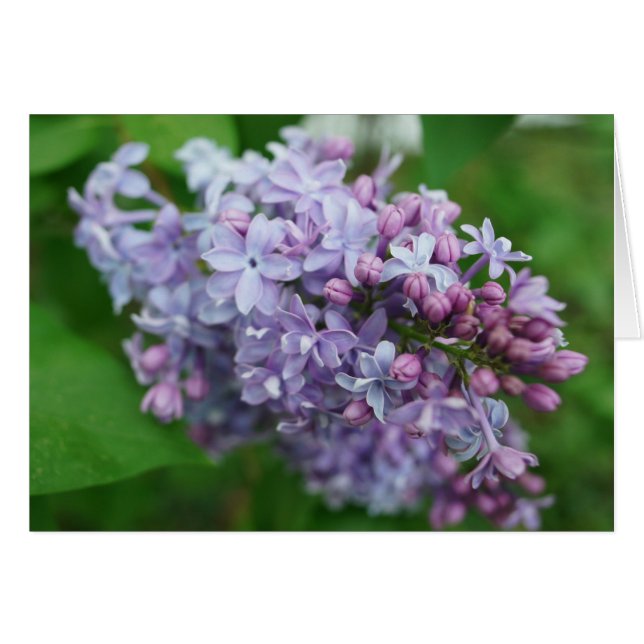 Lilac Love (Front Horizontal)