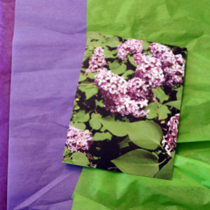Lilac Love Postcard