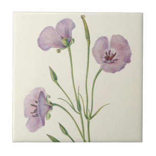 Lilac Mariposa by Mary Vaux Walcott Tile