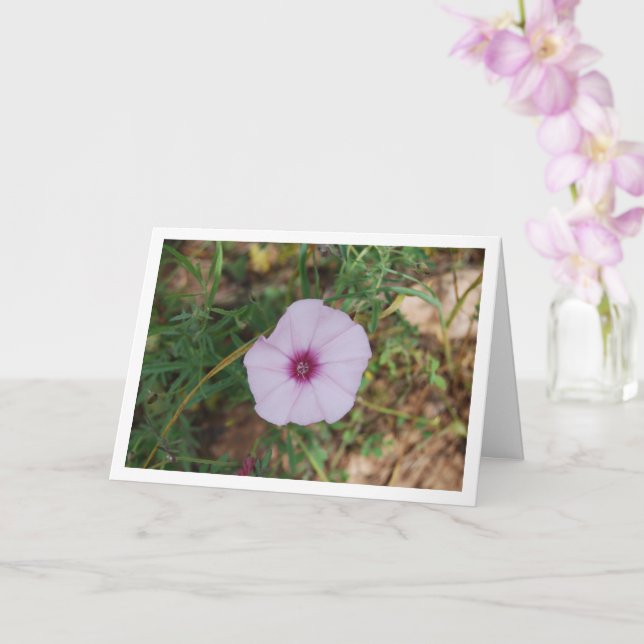 Lilac Morning Glory, Mallow Bindweed Wildflower Card (Orchid)