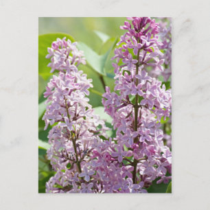 Lilac P5390 Postcard
