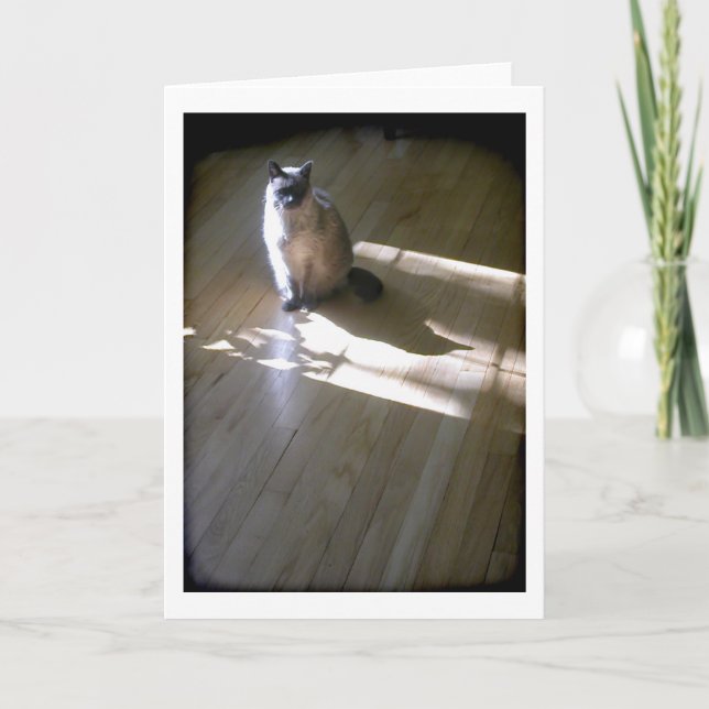 Lilac pointed Siamese cat in the sun Card (Front)