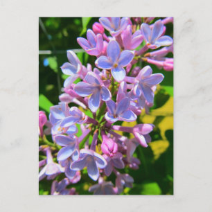Lilac Postcard