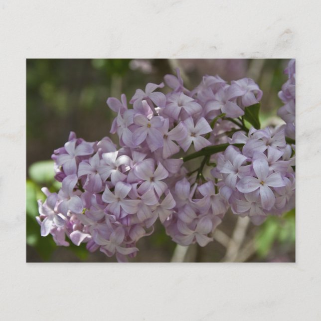 Lilac Postcard (Front)