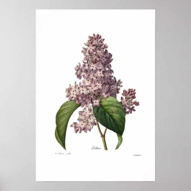 Lilac Poster (Front)