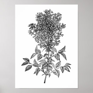 Lilac Poster
