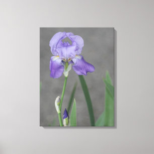 Lilac Purple Bearded Iris Canvas Print