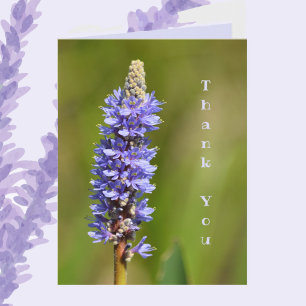 Lilac Purple Pickerelweed Flower Botanical Floral Note Card