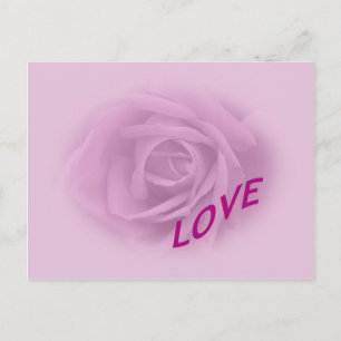 Lilac Rose for Love Postcard