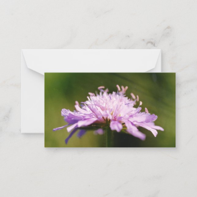 Lilac Scabious (Knautia arvensis) Flower Card (Front)