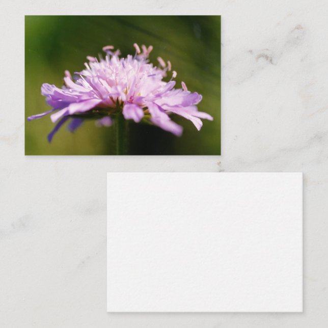Lilac Scabious (Knautia arvensis) Flower Enclosure Card (Front/Back)