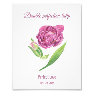 Lilac tulip double perfection perfect love  photo print