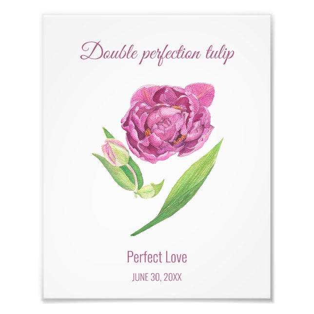 Lilac tulip double perfection perfect love  photo print (Front)