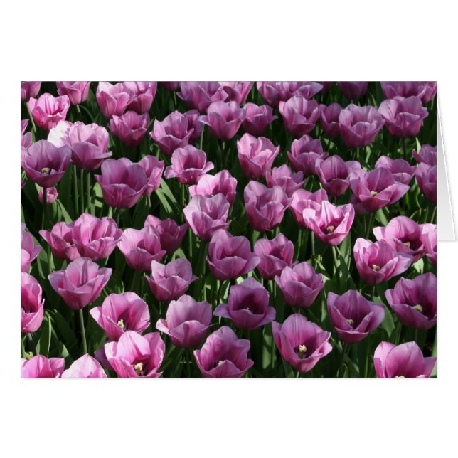 Lilac Tulips (Front Horizontal)