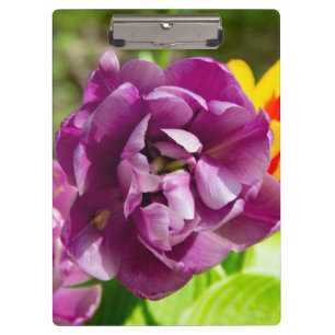 Lilac tulips on a sunny day clipboard