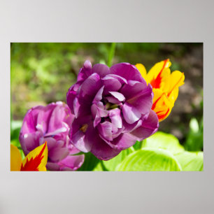 Lilac tulips on a sunny day poster