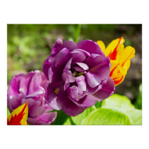 Lilac tulips on a sunny day poster