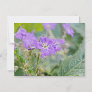 Lilac Wildflower Photo Geranium Botanical Flower Postcard