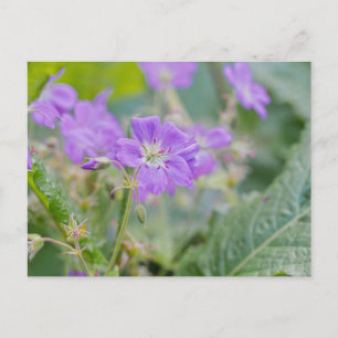 Lilac Wildflower Photo Geranium Botanical Flower Postcard