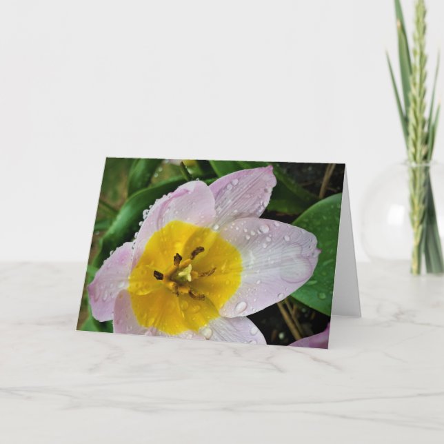 Lilac Wonder Tulip, card (Front)
