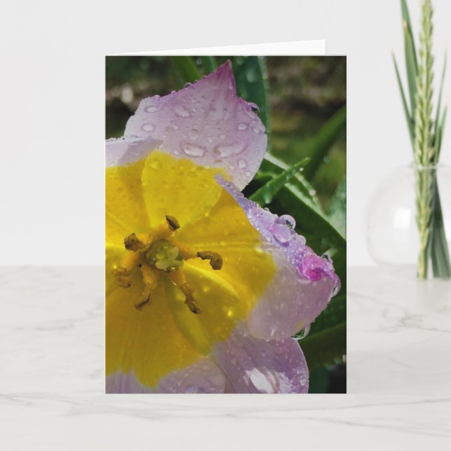 Lilac Wonder Tulip, card (Front)