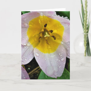 Lilac Wonder Tulip, card