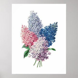 LILACS bouquet botanical print