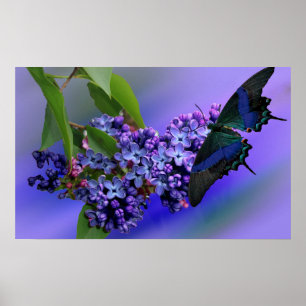 Lilacs & Butterfly Poster