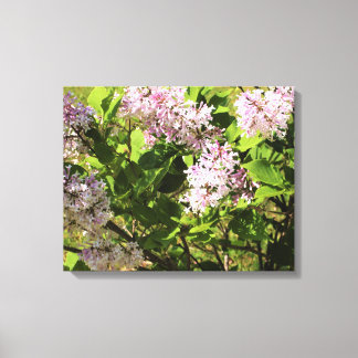 Lilacs Canvas Print