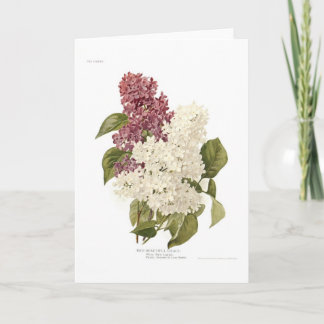 Lilacs Card