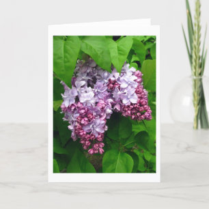Lilacs Greeting Card