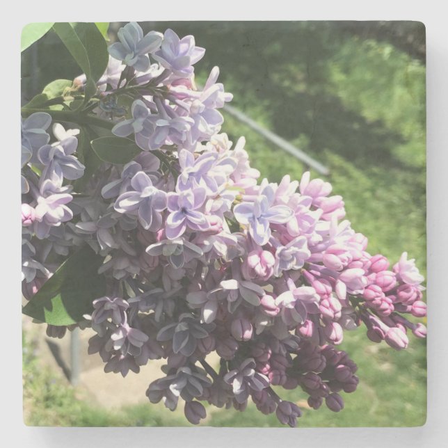 Lilacs in Family Park Stone Coaster (Front)