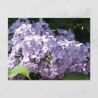 Lilacs in Full Bloom Postcard