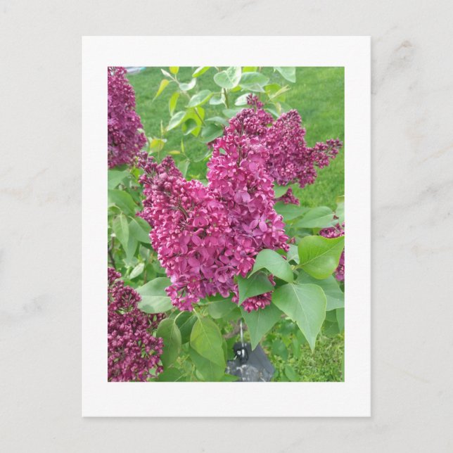 Lilacs in Spring Postcard (Front)