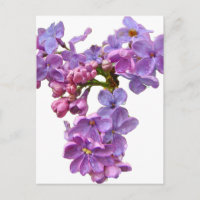 Lilacs in Springtime