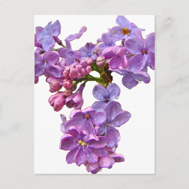 Lilacs in Springtime Postcard (Front)