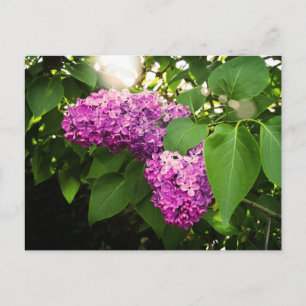 Lilacs In The Sun Postcard