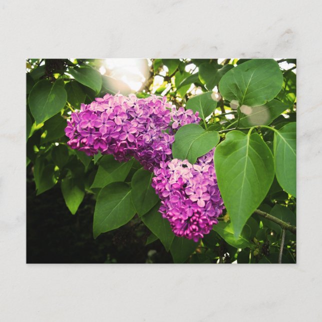 Lilacs In The Sun Postcard (Front)