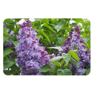Lilacs Magnet
