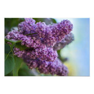 Lilacs Photo Print