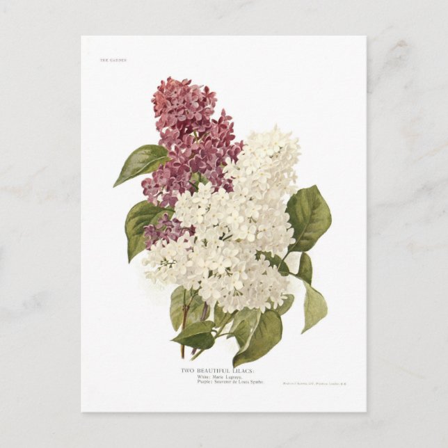 Lilacs Postcard (Front)