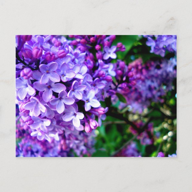 Lilacs Postcard (Front)