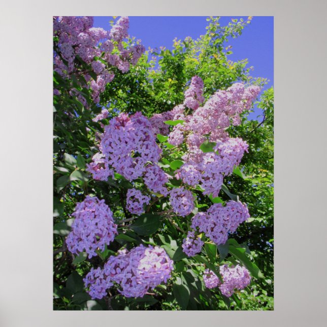 Lilacs Poster (Front)